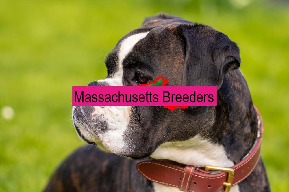 boxer breeders