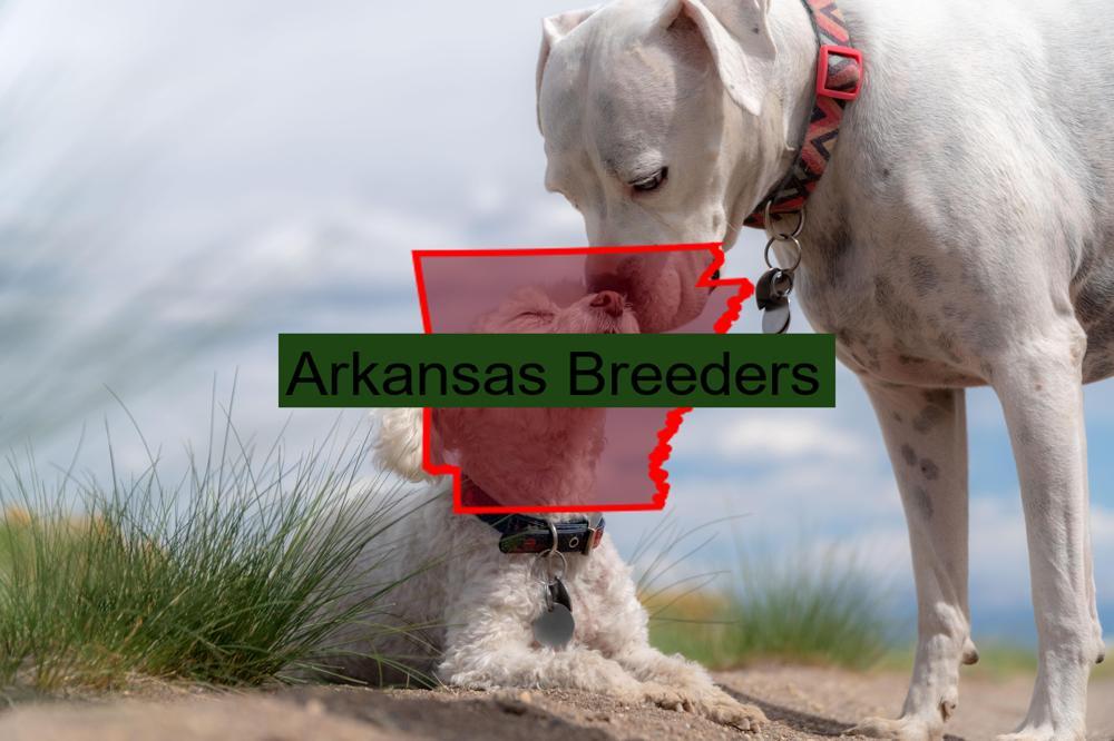 Reputable Boxer Breeders in Arkansas: Prices of Their Puppies. - BoxerVerse