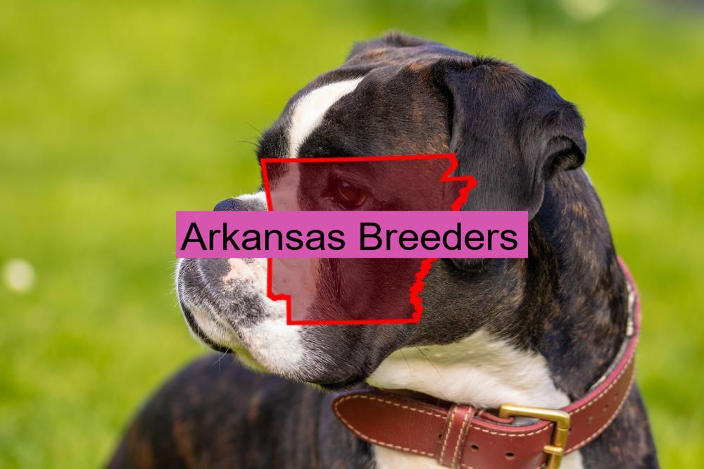 Reputable Boxer Breeders in Arkansas: Prices of Their Puppies. - BoxerVerse