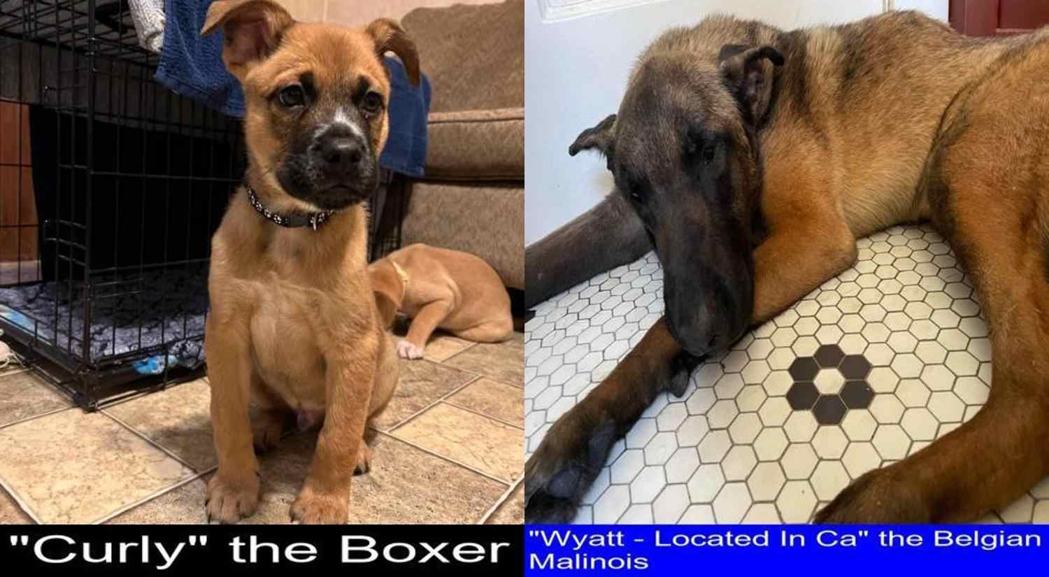 Which is Better between the Boxer and the Belgian Malinois? - BoxerVerse